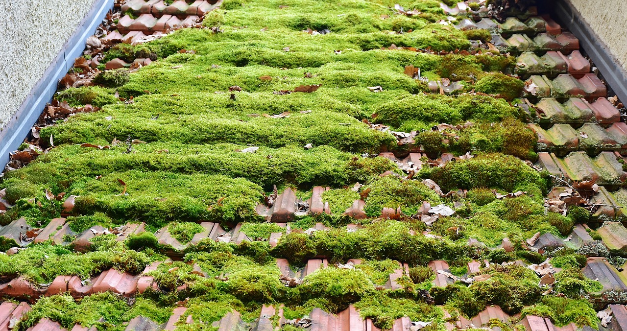 Antimousse pour toiture : Éliminez les mousses et les lichens