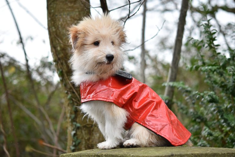 Les avantages d’un manteau pour chien : protection et confort lors des balades