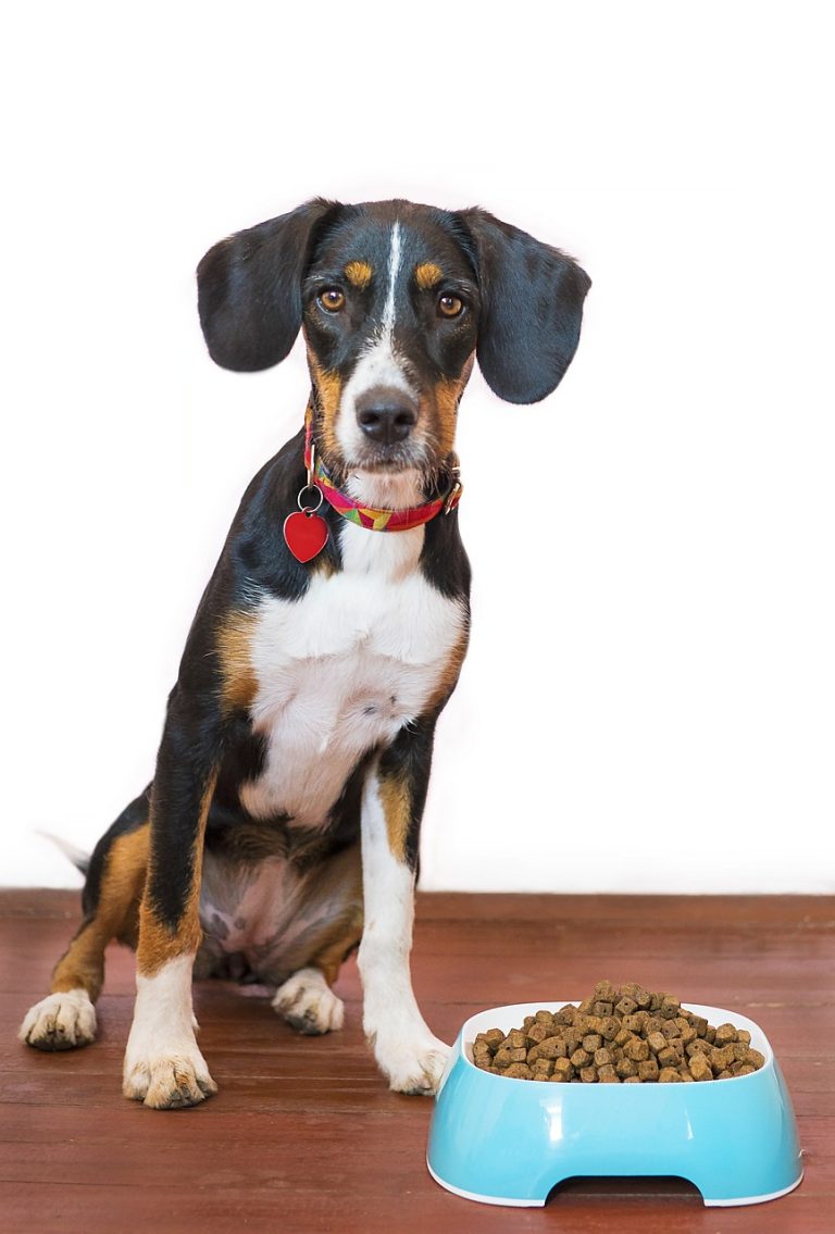 Alimentation chien croquettes : Tout savoir pour une nutrition optimale