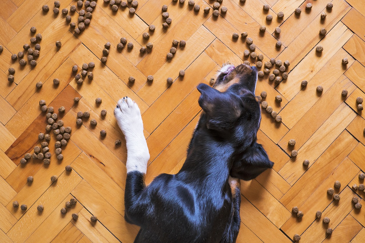 Alimentation chien croquettes : Tout savoir pour une nutrition optimale